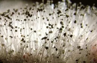 Где произрастает гриб мукор и опасен ли он?