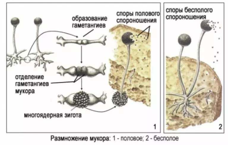 Плесневые грибы схема