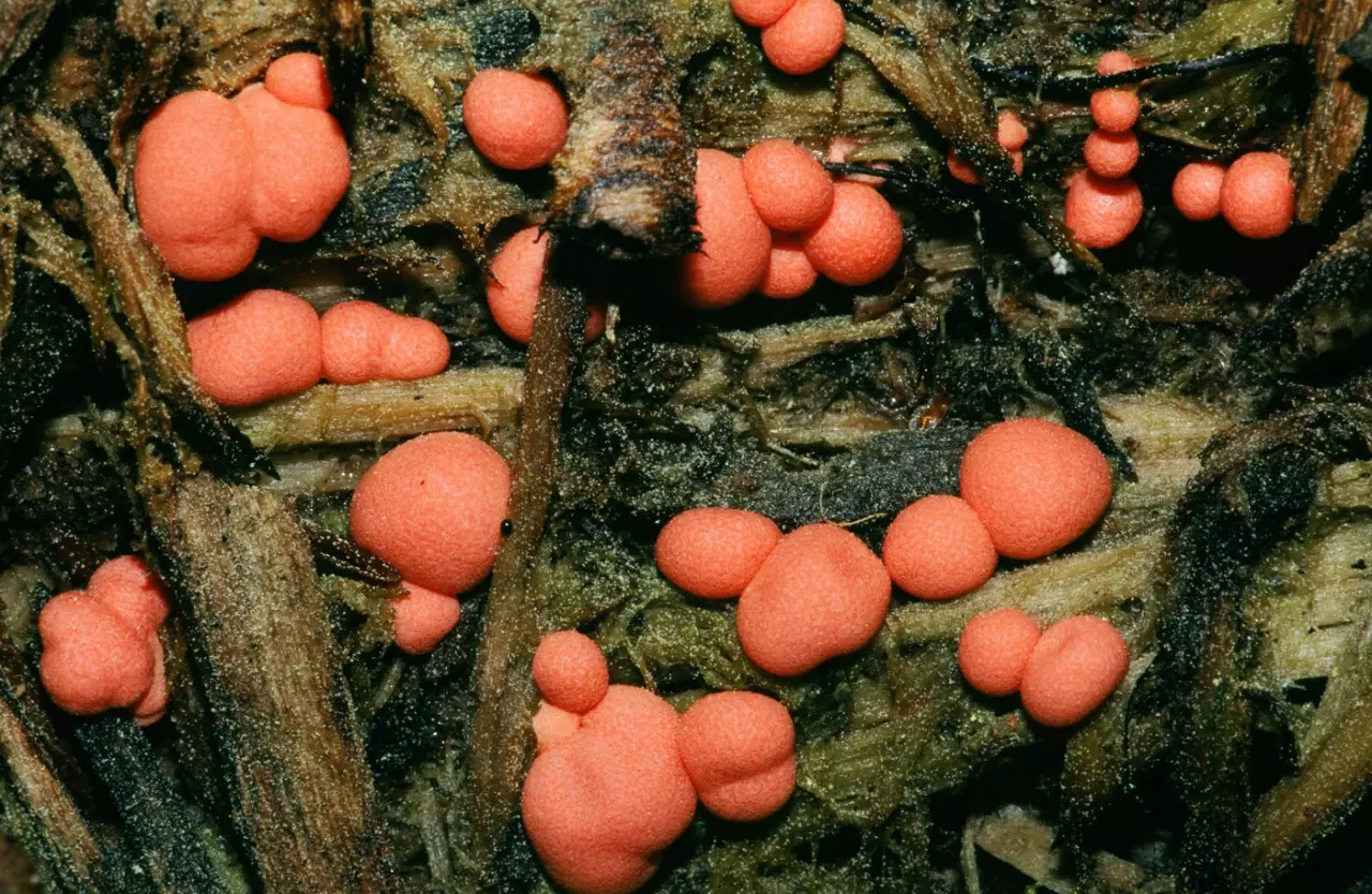 Где произрастает гриб слизевик и можно ли употреблять его в пищу?