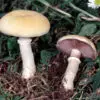 Привлекательный, но несъедобный гриб корончатая строфария
