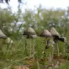 Панэолус каемчатый - съедобный галлюциноген грибного царства