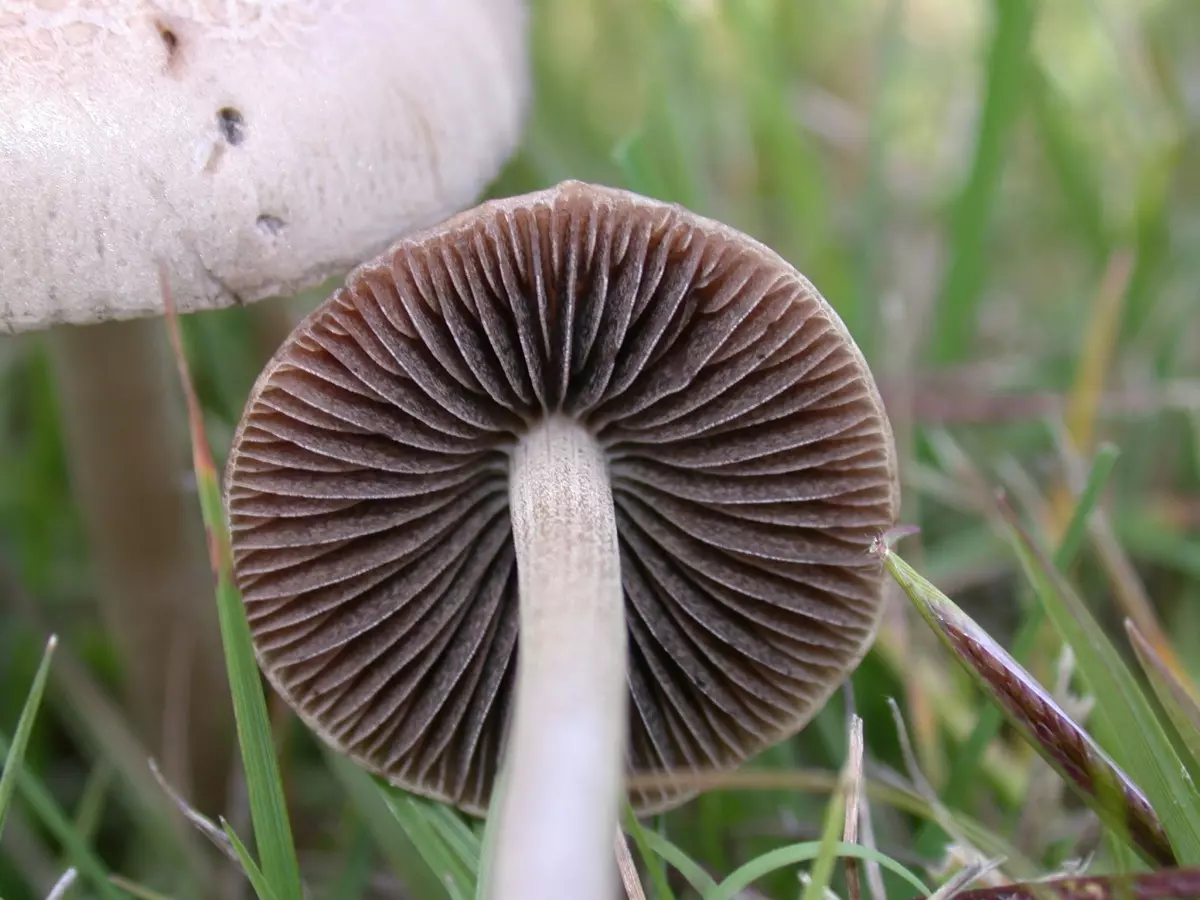Панэолус каемчатый - съедобный галлюциноген грибного царства