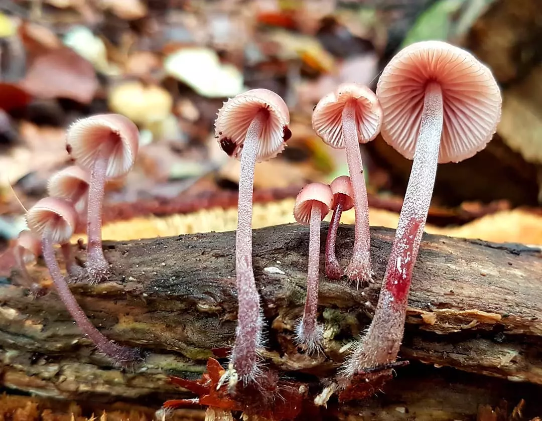 Молочная, розовая, синеногая и голубая мицена: грибы неземной красоты из семейства рядовок