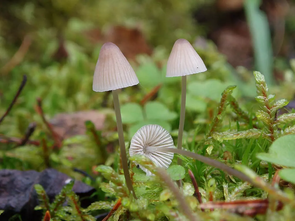 Молочная, розовая, синеногая и голубая мицена: грибы неземной красоты из семейства рядовок