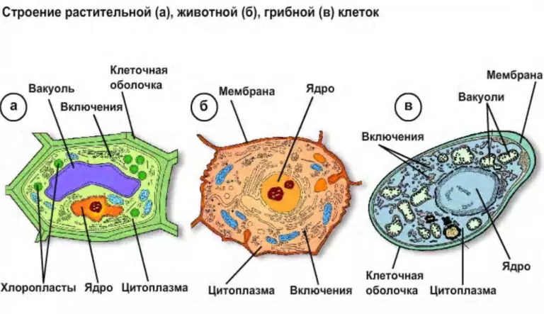 Подпишите на рисунке основные части гриба