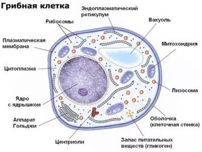 Как выглядит клетка гриба рисунок