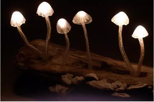 Самые интересные факты о грибах и о их жизнедеятельности