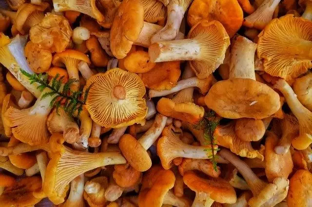 Калорийность маринованных грибов и вкусные рецепты