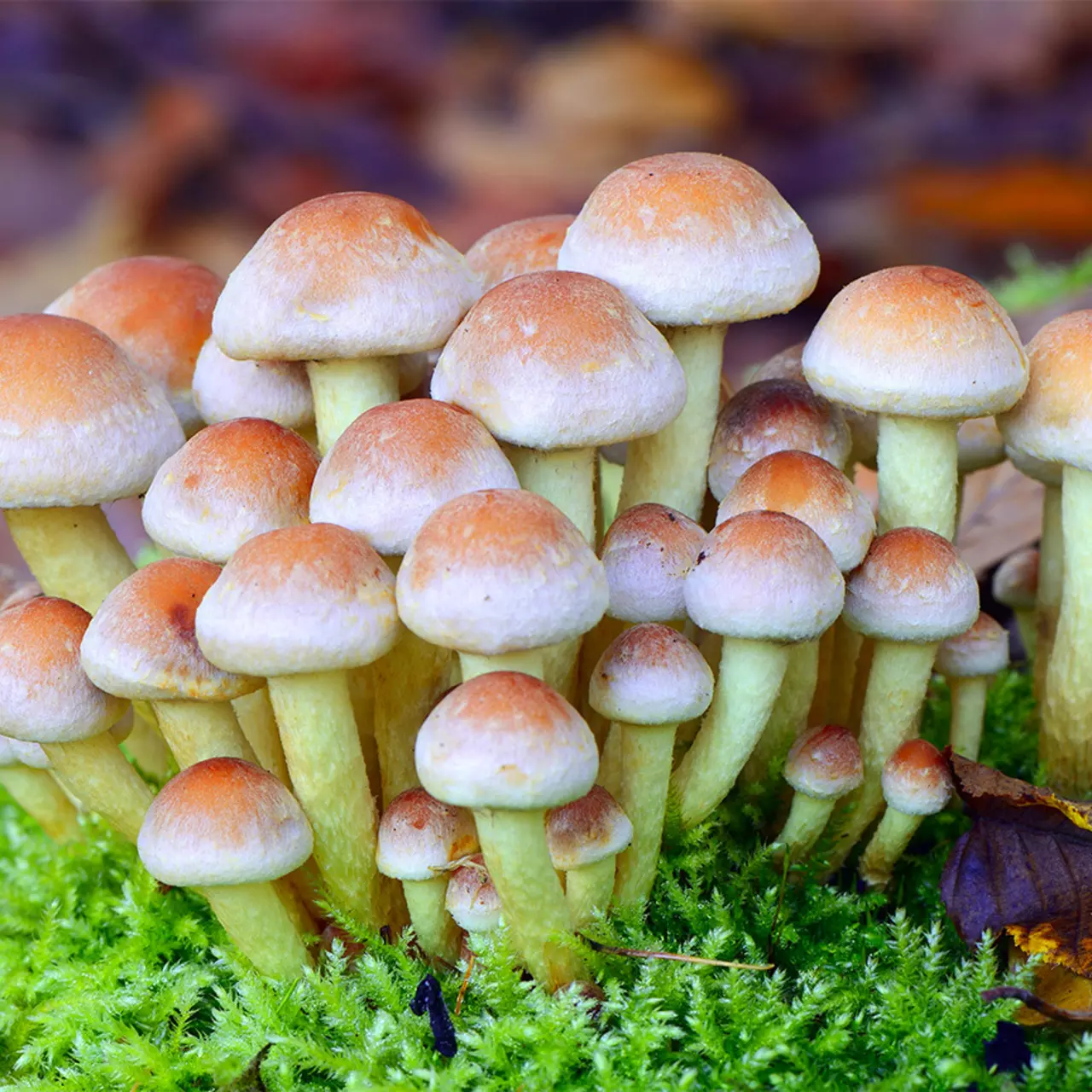 Чем полезны грибы для взрослых и детей