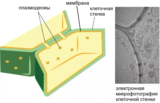 Особенности, форма строения и химические составы клеточных стенок