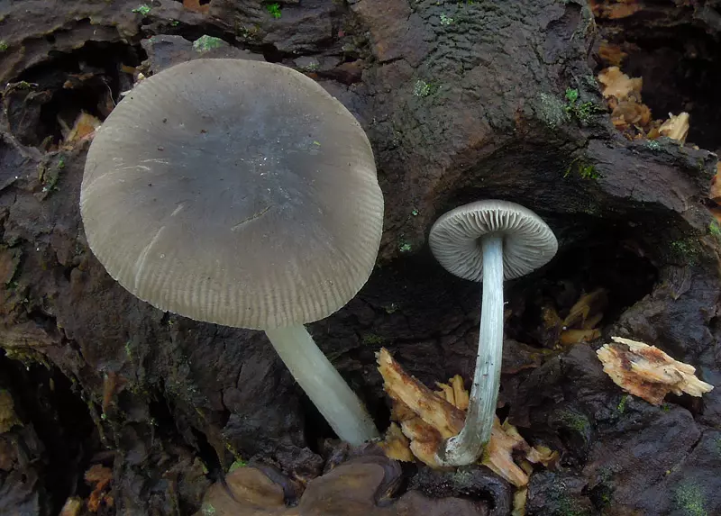 Олений гриб. Его свойства и отличия от ивового, белого, благородного и синеногого плютея