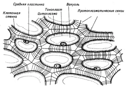 Грибная клетка фото