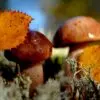 Каким образом происходит питание грибов и в чем его особенности?