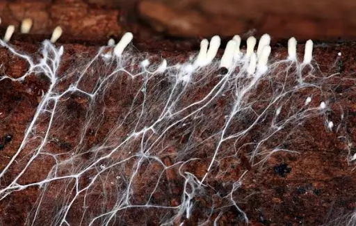 Что такое мицелий грибов и как его выращивать?