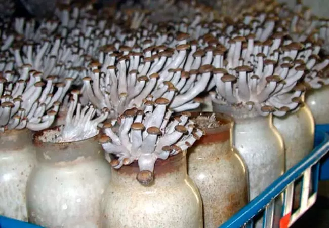 Что такое мицелий грибов и как его выращивать?