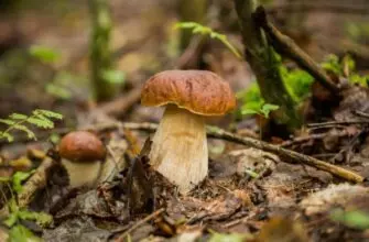 Какова роль грибов в природе и жизни человека?