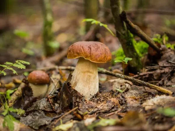 Какова роль грибов в природе и жизни человека?