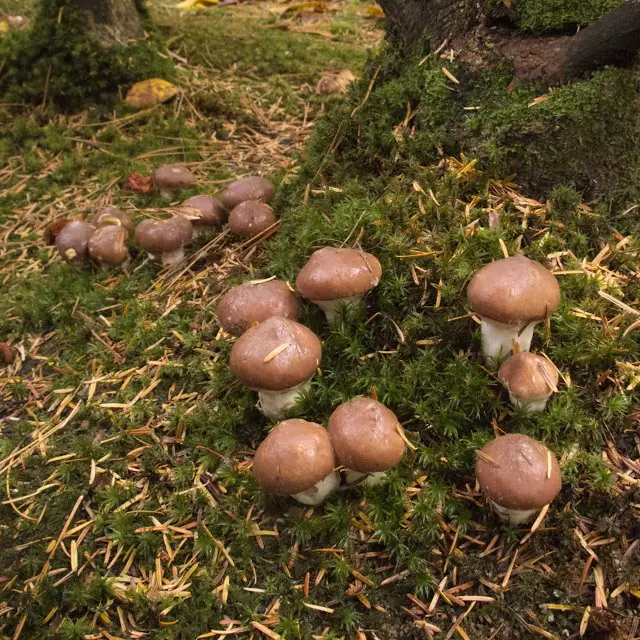 Что такое грибы и с чем их едят