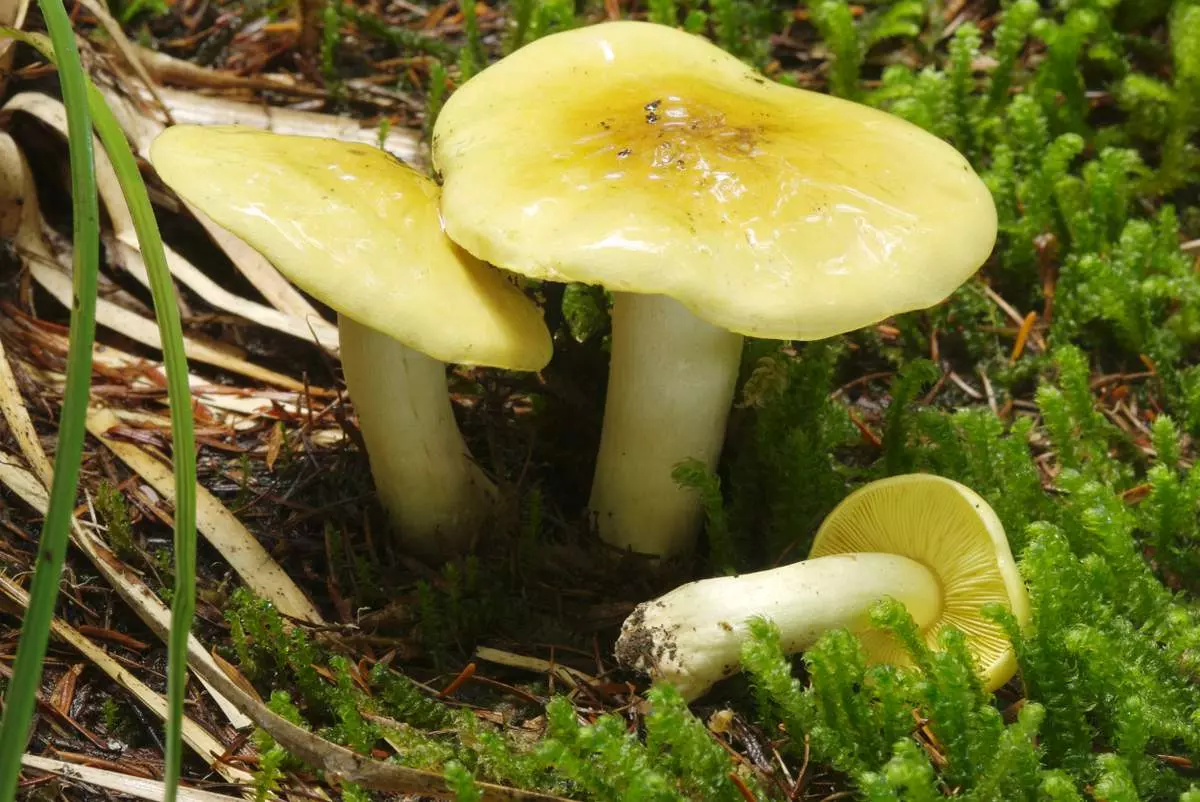 Что такое грибы и с чем их едят