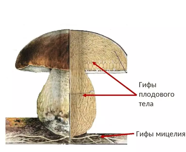 Часть организма гриба изображенная на фотографии называется