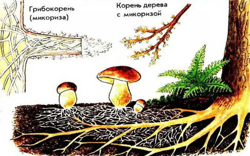 Почему почву в лесопосадках заселяют микоризными грибами?