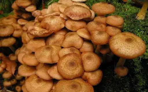 Какие грибы растут в сосновом лесу?