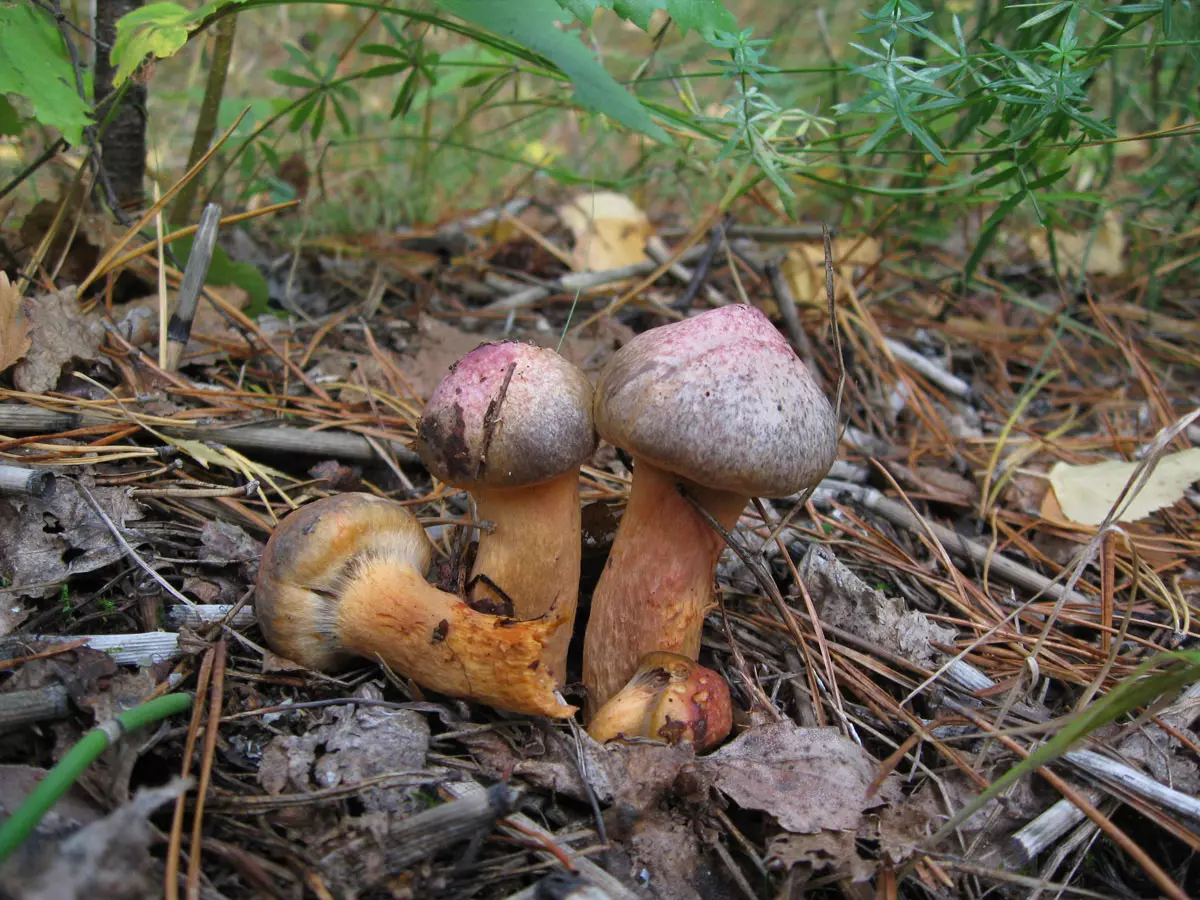 Какие грибы растут в сосновом лесу?