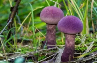 Фиолетовый гриб - особенности и интересные факты
