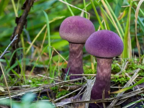 Фиолетовый гриб - особенности и интересные факты