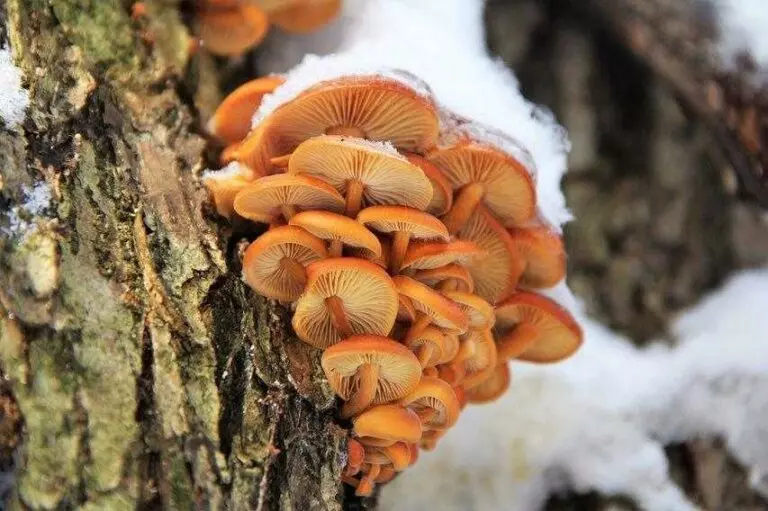 Грибы которые растут на деревьях фото грибы с фото