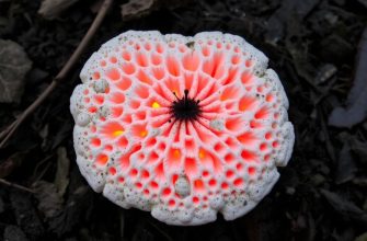 El hongo yesquero: la yesca que enciende la tradición El hongo yesquero: la yesca que enciende la tradición