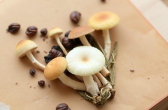 Cómo preparar un herbario de setas usando una prensa: guía práctica y creativa Cómo preparar un herbario de setas usando una prensa: guía práctica y creativa